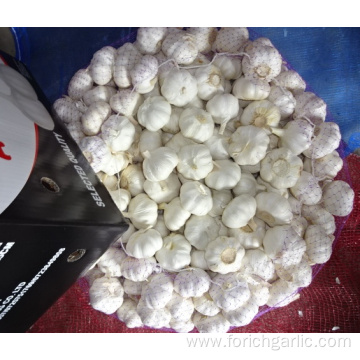 Export Pure White Garlic